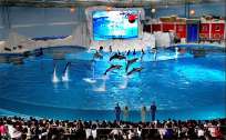 青岛海洋动物表演门票预订