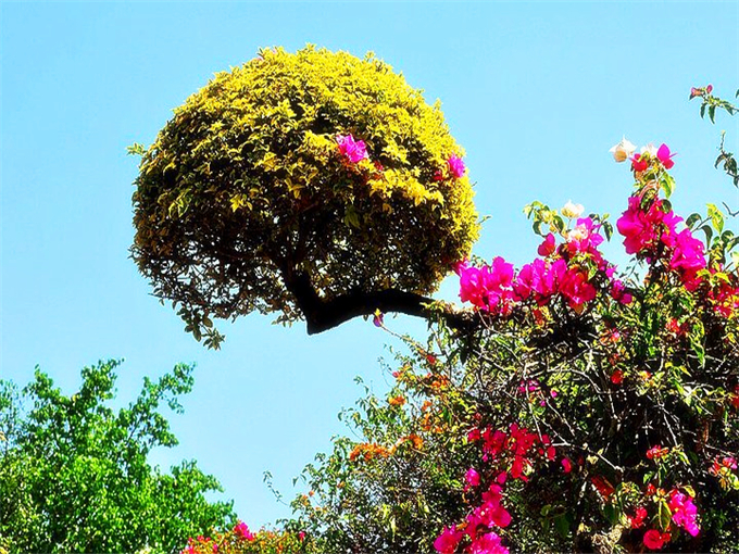 西双版纳必玩景点排名第一 中科院西双版纳热带植物园