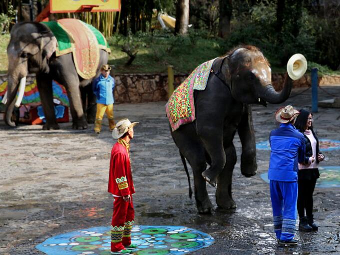 昆明民族村大象表演时间 昆明民族村一日游