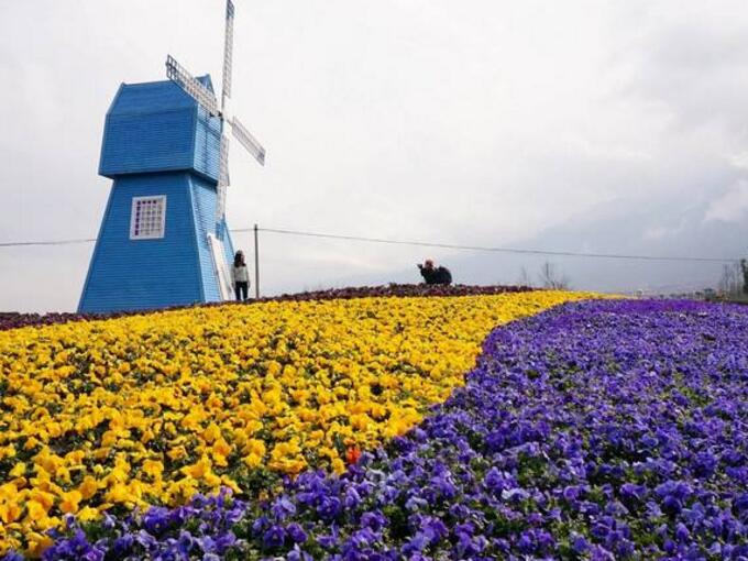 大理丽江泸沽湖旅游多少钱5天 海滨花卉园