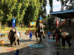 云南民族村大象表演时间和地点