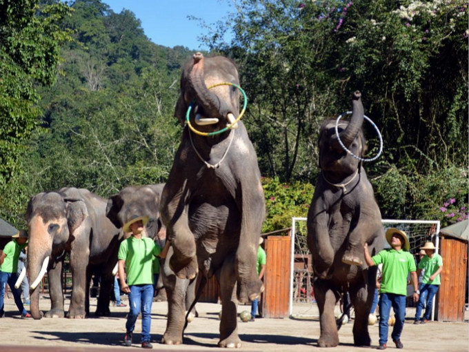 西雙版納野象谷大象表演