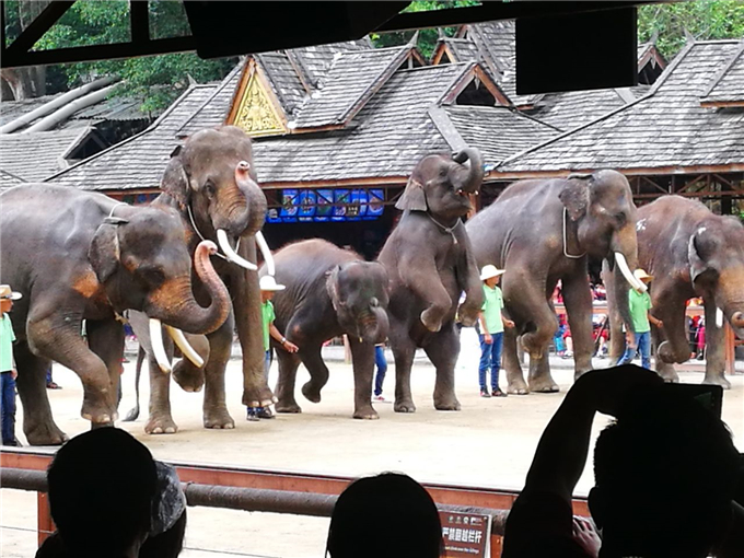 云南西双版纳野象谷旅游攻略—云南西双版纳野象谷的野象表演