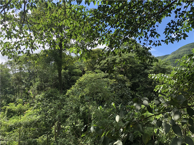 云南西双版纳原始森林旅游攻略——云南西双版纳原始森林旅游图片