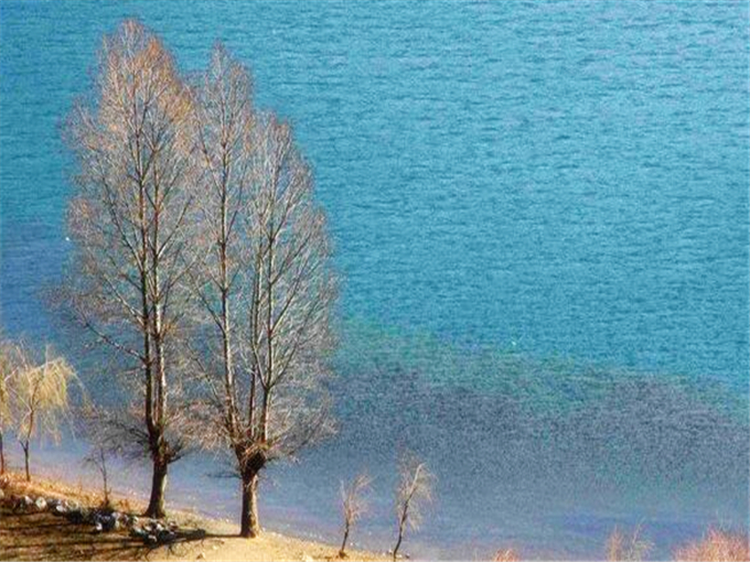 云南泸沽湖旅游攻略景点尼塞情人树