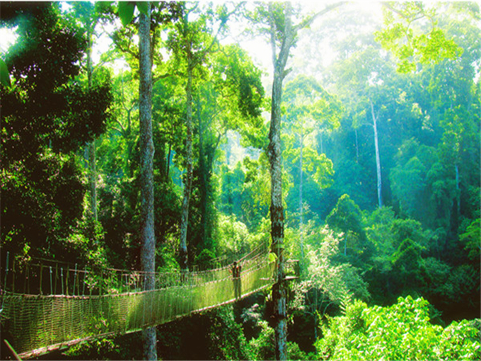 云南十日游经典线路 西双版纳景点热带植物园