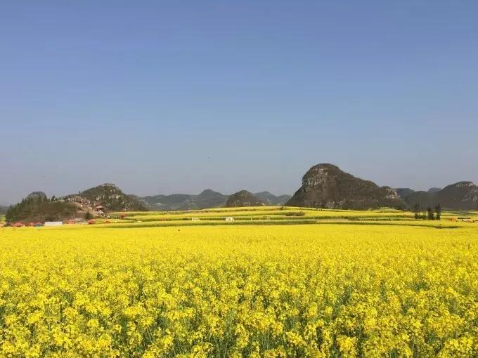 罗平县油菜花种植总体规模-罗平油菜花观景点